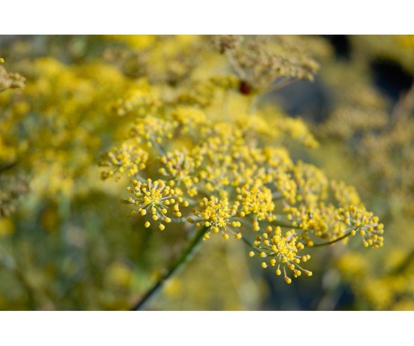 Bronze Fennel